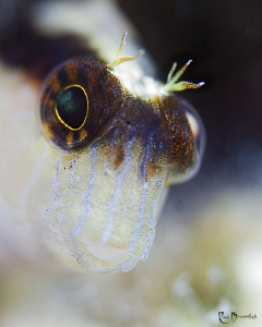 "One more for the Blennys !" . 3 cm small Blenny; 60mm ma... by Rico Besserdich 